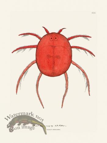 400 Scarlet Hydrachna